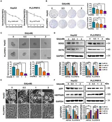 Glycyrrhizic Acid-Induced Differentiation Repressed Stemness in Hepatocellular Carcinoma by Targeting c-Jun N-Terminal Kinase 1